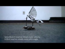 Embedded thumbnail for Робот-таракан запускает в полет робота-стрекозу